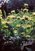 Phlomis russeliana